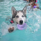 Jouet pour animaux de compagnie chien soucoupe volante en caoutchouc jouet dents résistant Frisbee chien jouet Frisbee