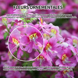 Graines de fleur à papillon 250 graines de fleurs période de floraison 6-8 mois graines fleurs fleurs ornementales graine de fleur