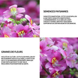 Graines de fleur à papillon 250 graines de fleurs période de floraison 6-8 mois graines fleurs fleurs ornementales graine de fleur