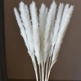 Fleurs séchées naturelles   Herbe de queue de lapin Blanc   Décoration intérieure  Fait à la main   Paquet de 10