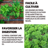 Persil frisé 300 pcs culture en pot ou jardin apports culture facile rendement élevé persil frisé vert foncé graines persil géant