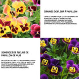 Graines de fleur à papillon 1000 graines de fleurs période de floraison 6-8 mois graines fleurs fleurs ornementales graine de fleur