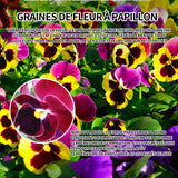 Graines de fleur à papillon 500 graines de fleurs période de floraison 6-8 mois graines fleurs fleurs ornementales graine de fleur