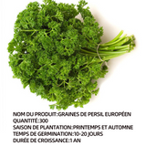 Persil frisé 300 pcs culture en pot ou jardin apports culture facile rendement élevé persil frisé vert foncé graines persil géant