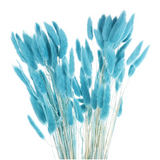 Pampas 300pcs pampas herbe graines pour jardin graines d’herbe de pampas graines de jardin bureau à domicile décoration jardin
