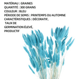 Pampas 300pcs pampas herbe graines pour jardin graines d’herbe de pampas graines de jardin bureau à domicile décoration jardin