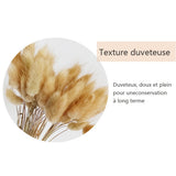 Fleurs séchées de couleur naturelle et originale  Bouquet de vraies fleurs  Décoration intérieure  Queue de lapin  50 pièces