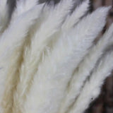 Fleurs séchées naturelles   Herbe de queue de lapin Blanc   Décoration intérieure  Fait à la main   Paquet de 10