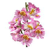 Graines de fleur à papillon 250 graines de fleurs période de floraison 6-8 mois graines fleurs fleurs ornementales graine de fleur