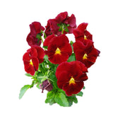 Graines de fleur à papillon 500 graines de fleurs période de floraison 6-8 mois graines fleurs fleurs ornementales graine de fleur
