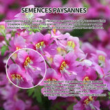 Graines de fleur à papillon 250 graines de fleurs période de floraison 6-8 mois graines fleurs fleurs ornementales graine de fleur