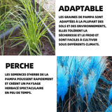 Pampas 300pcs pampas herbe graines pour jardin graines d’herbe de pampas graines de jardin bureau à domicile décoration jardin