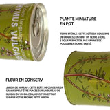 Graines Boîtes de graines de thym Mini plantes en pot créatives peuvent graines 9x6.5 cm Kit de semis de plantes en boîte de bureau