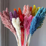 Fleurs séchées colorées naturelles  Herbe de queue de lapin  Mélange de couleurs  Décoration intérieure  Texture duveteuse