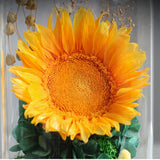 Couverture en verre de tournesol, vraie fleur immortelle, produit fini, ornements pour cadeaux d'anniversaire et de saint-valentin