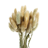 Fleurs séchées de couleur naturelle et originale  Bouquet de vraies fleurs  Décoration intérieure  Queue de lapin  50 pièces