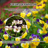Graines de fleur à papillon 500 graines de fleurs période de floraison 6-8 mois graines fleurs fleurs ornementales graine de fleur