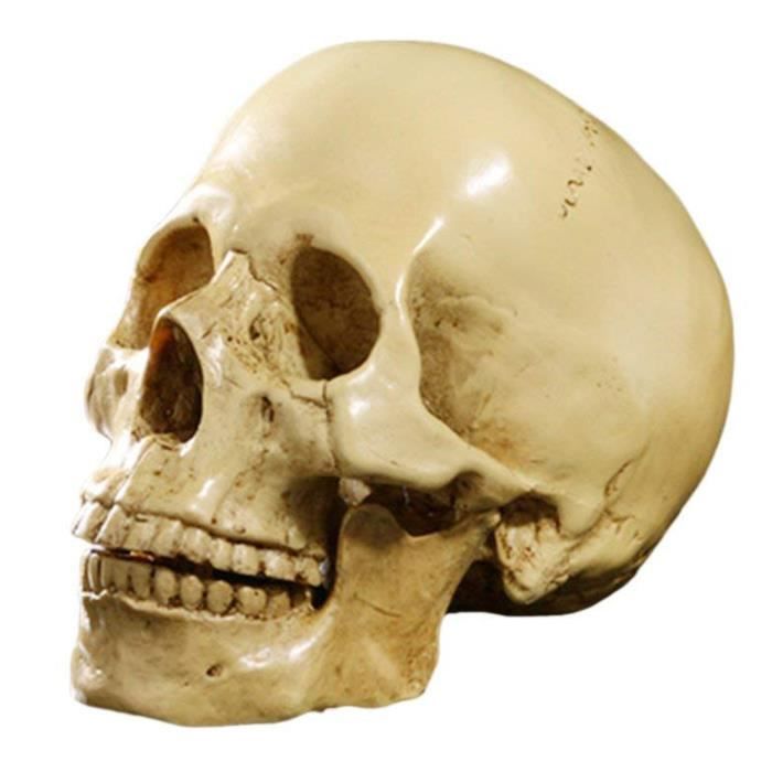 TD® Réplique crâne humain parfaitement réaliste Enseignement Anatomique /Soirée Horreur Halloween résine couleur exact