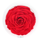 Fleur stabilisée 6-7cm 4 cadeau de fleur de tête de  rose, cadeau de Saint Valentin, cadeau de fleur stabilisée de rose rouge