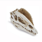 Crâne de dinosaure Fossile de crâne Décoration d'intérieur pour Halloween Résine Artisanat Modèle Squelette