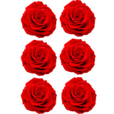 6 fleurs éternelles cadeau de fleur de tête de rose 6-7cm, cadeau de Saint Valentin cadeau de fleur de fleur éternelle rose r