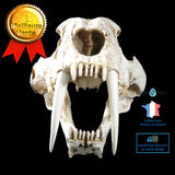 Modèles Simulation Expose Résine Modèle Décoration Intérieure Tigre Dents Sabre Crâne Spécimen Halloween Cadeaux Décorations