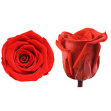 Fleur éternelle simple 6-7cm cadeau de fleur de tête de rose cadeau de saint valentin rose rouge fleur éternelle cadeau de fl